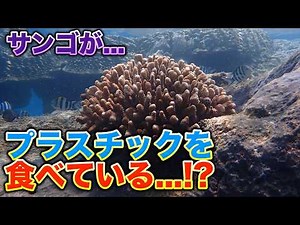 サンゴに衝撃事実！プラスチックを食べているらしい...！？
