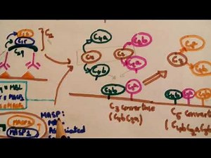 RM Le système complément
