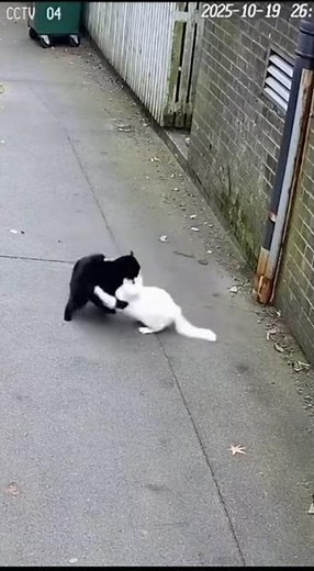 고양이 뒷골목 댄스 Back Alley Cat Dance 裏路地の猫ダンス #shorts