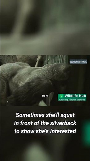 Gorilla_Romance__How_Female_Gorillas_Woo_Their_Mates