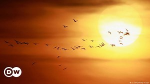 Hunt on migratory birds in Malta