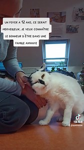 11K views · 851 reactions | [ MAJ : adopté ♥️♥️♥️ ] Pierrot est un...