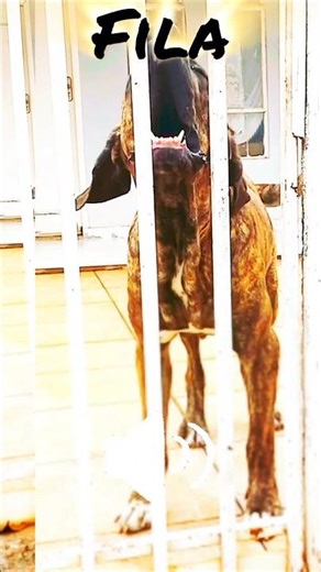 Angry dogs barking Sound effects #prankdogs