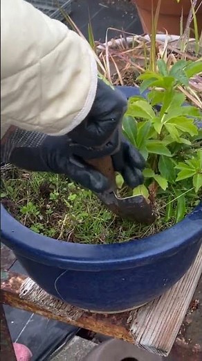 クリスマスローズの植え替え #園芸 #畑 #岐阜 #菜園 #gardening #ワガハタ