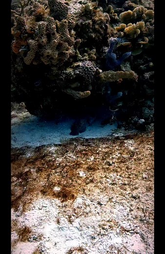 1.4K views · 29 reactions | Have you ever seen a fish sleeping?!...