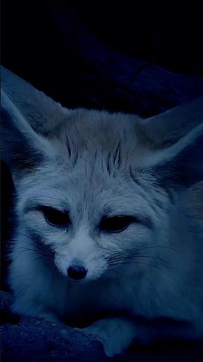 Baby Fox Facts You Didn’t Know | What Are Baby Foxes Called?