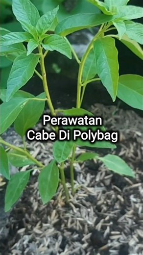 Perawatan Cabe Di Polybag #penagarden #tanamancabeku #cabe