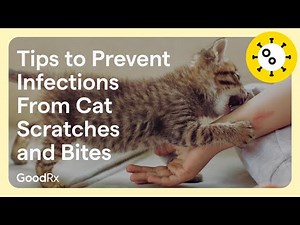 How to Prevent Cat Scratch Infections: Tips for Treatment | GoodRx
