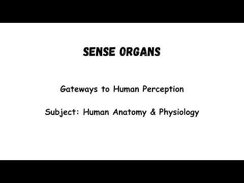 Sense Organs Explained in 06 Minutes 👁️👂 Eye, Ear, Skin, Taste & Smell