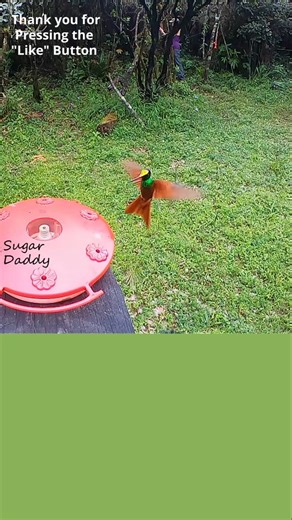 Colorful HUMMINGBIRD DRINKING up close! Rainbow Starfrontlet4 Ecuador. #birds