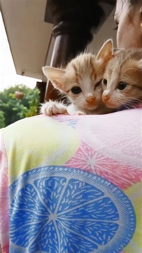 Small paws😻|#shorts #catlove #viral