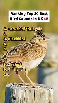 Top 10 bird sounds in UK