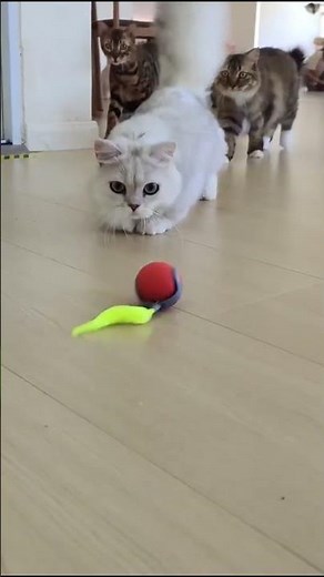 BABORUI Interactive Cat Toy Ball Review – Best Automatic Cat Toy for Indoor Cats?