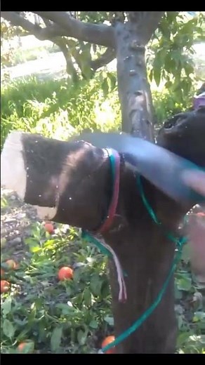 Pruning Trees using the 3-Cut-Method #pruning #pomology