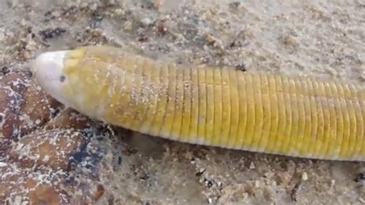 抬头挺胸迎接进攻 白腹蚓蜥 Amphisbaena alba （yt@willianilsonpessona7833