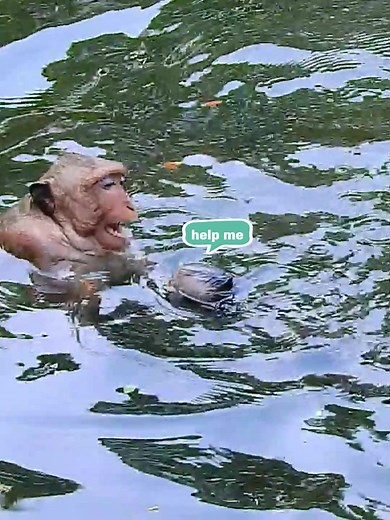 Mom is crying try Save her baby about to drowning #monkeybaby #rescuemonkey #babymonkey #animals #monkeys #lovelyanimals #animals #rescuemonkey #monkey