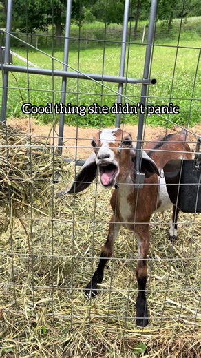 Goat Stuck in Hay Feeder — Funny Nubian Rescue (Not Hurt)