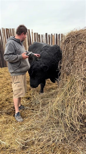 Welcome to the NEW AGE! Big welcome to KBHR GUNSMOKE J131… #simmentalcattle #bullsale #ranchwife #bulls