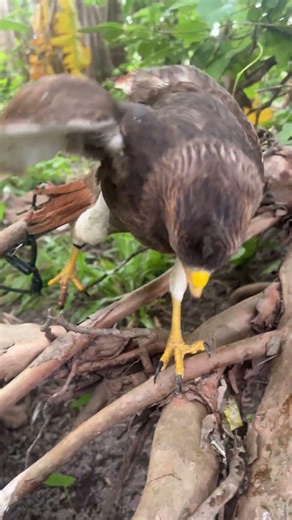 hawk scare sound 😱🦅 #hawk #birds #birdsong #eagle #wildliferescue #wildlife #nature #animals