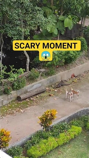 🐕🐊Terrifying Street Encounter– Monitor Lizard Surrounded by Dogs!#ScaryMoment #AnimalChase#subscribe