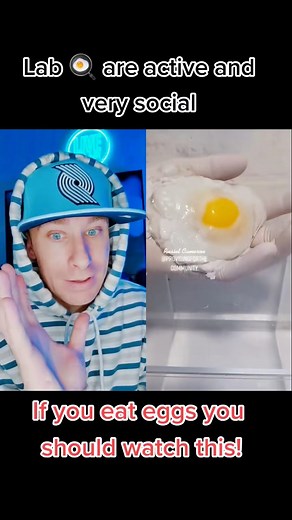 Lab Made 🐣 #foodexperiment #chickeneggs #scaryreels #bioengineering #wthelly | Bobbyswrld