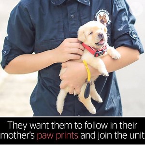 439K views · 6.4K reactions | Police dog puppy's first day at work | The Independent | Facebook