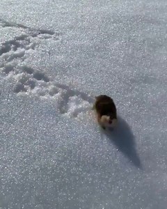Este pequeñito es un #Lemming de Noruega (Lemmus lemmus) y es una especie de roedor que está emparentado con los hamsters. Su área de distribución comprende Noruega, Suecia, el norte de Finlandia y al oeste de Rusia. El lemming de Noruega habita en la tundra y las estivas, y prefiere vivir cerca del agua. Los adultos se alimentan principalmente de cárices, pastos y musgos. Son activos tanto de día como de noche, alternando siestas con períodos de actividad... y al parecer son muy celosos de su t