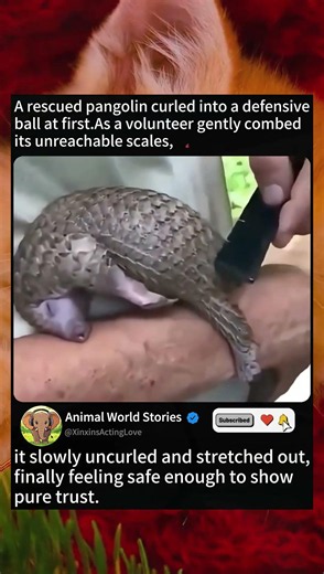 Rescued Pangolin Shows Pure Trust #wildlifefacts #animallife
