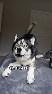 Regular arguments i have with Blue… #huskiesoftiktok #dogsoftiktok #doglife #dogmom #huskies #dogs | Blue The Husky
