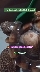 2.3K views · 20 reactions | Tortoise shells need a little TLC 識✨ Tortoises' shells have textured surfaces and indentations between scutes, which can trap debris and, under the right circumstances, lead to shell deterioration. 类Brushing the shell with warm water helps remove any accumulated debris to keep it clean. Tortoises have some sensory reception through their shell, so the brushing can feel similar to a soothing scalp massage. | California Science Center | Facebook
