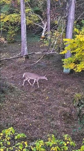 Deep in the woods, the hunt unfolds. #deerhunting #bowhunting #hunting #shorts