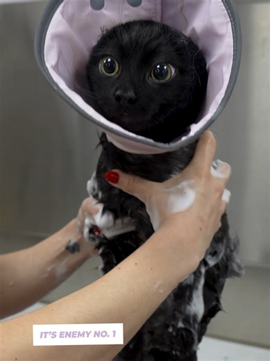 The Curious Nature of Cats and Their Bathtub Adventures