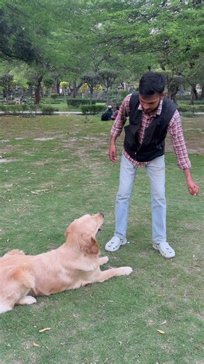 Golden retriever Dog Training Video #rahulk9_dogtrainer #dog #viralshorts #trendingshorts #funny