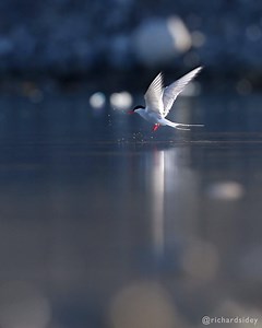 2.2M views · 10K reactions | 3-minutes of Arctic Terns in...