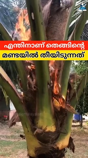 തെങ്ങിന്റെ മണ്ടയിൽ തീയിടുന്നത് എന്തിന്? 🥥🌴 | Coconut Farming Secret Explained | #shorts