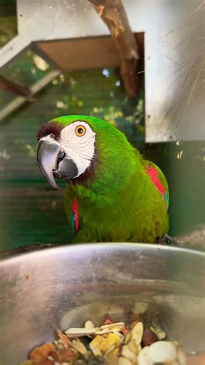 Why is this macaw so angry? Read the caption!