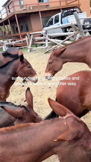 I’m exactly where I want to be 🫏 #mules #horse #mountain #ranch #western