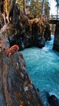 Alaska 🐋❄️, tierra de gigantes y ballenas ancestrales.#shorts #naturelovers #sabiasque