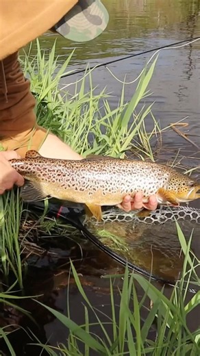 Girth all day long! Tank brown trout release