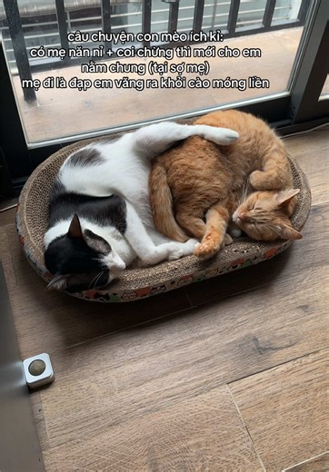 Cách Trị Mèo Ích Kỷ Về Dinh Dưỡng