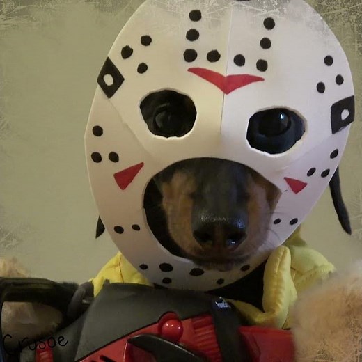 Dachshund Has a Halloween Nightmare!