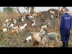 Free range goat farming in Northern Uganda