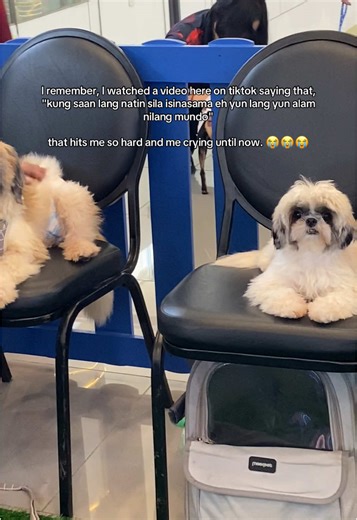 So many realization after watching that video.. We are not just a dog owner, we are a fur parent. 😢🥹🥰 #fyp #foryou #furparents #dogsoftiktok #shihtzu