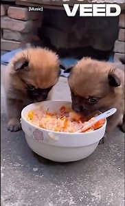 Mealtime Magic: Two Puppies and One Bowl #dailycutemoments #dailycute #doglovers