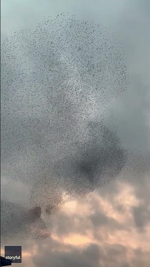 Starling's mesmerizing dance in the skies wows nearby residents #Shorts