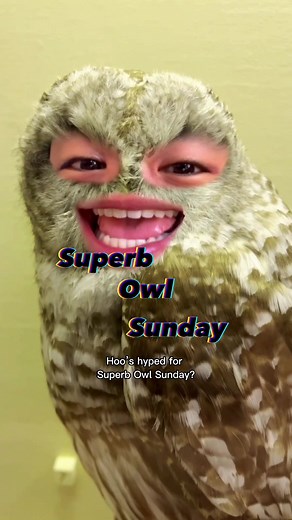 Discovering the Great Horned Owl on Superb Owl Sunday