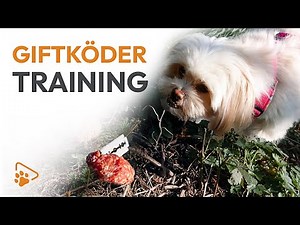 Anti-Giftköder-Training: So frisst dein Hund nichts vom Boden | wedog