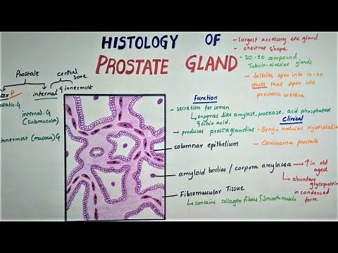 Histology Of PROSTATE GLAND