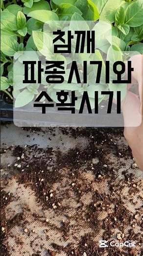 참깨 파종 시기와 수확 시기. 참깨 모종 키우기 #상큼한언니 #참깨심는시기 #참깨수확시기 #시골일상 #참깨키우기