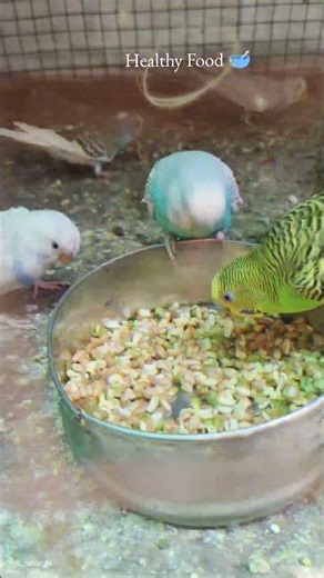 Kitne Shauk Se Healthy Food Kha Rahe Mere Birds 😍🐦